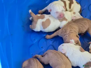 American Bully dogs American Bully Puppy 4 - Ad 6