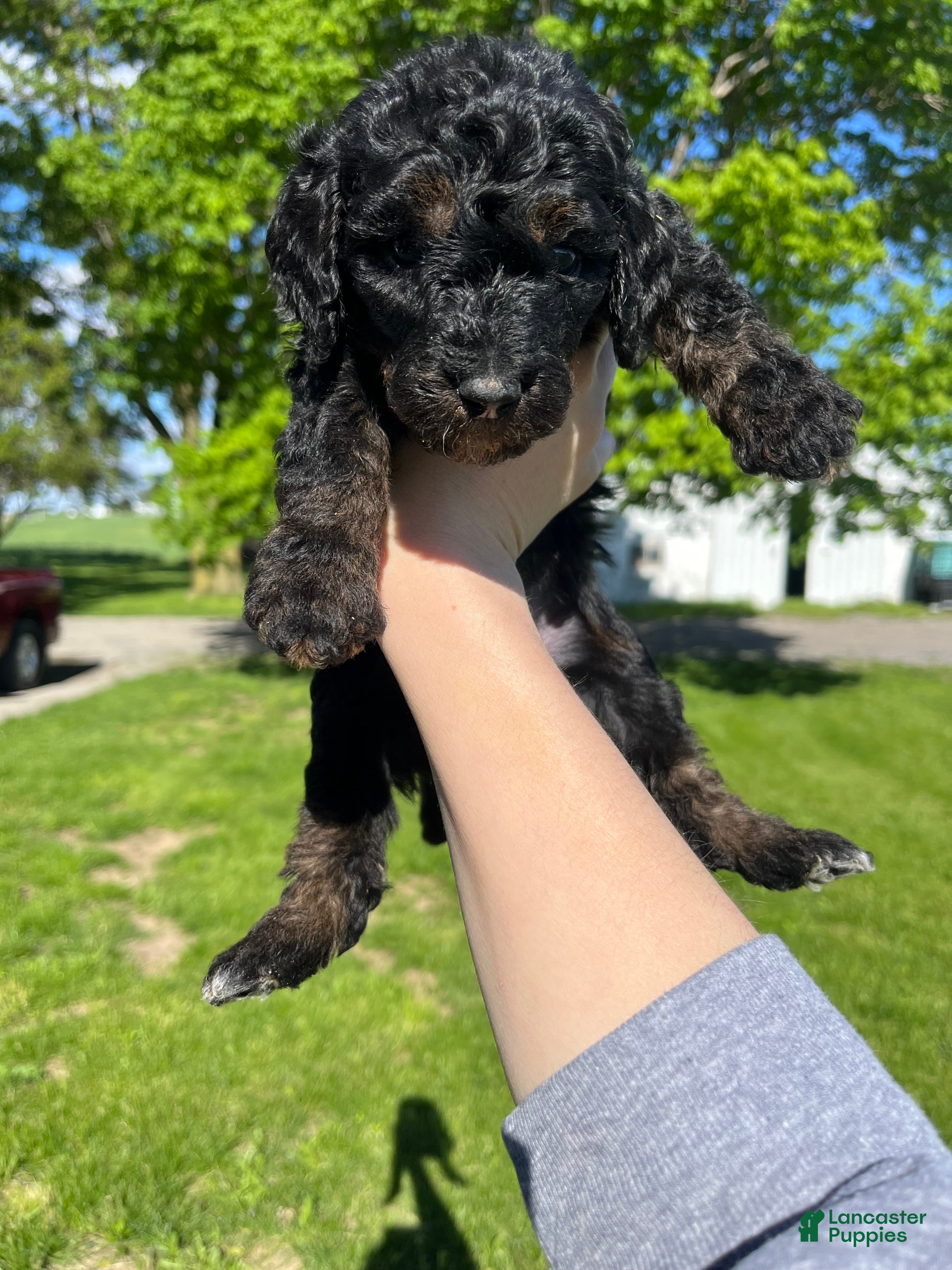 Goldendoodle dogs Coral - Ad 2