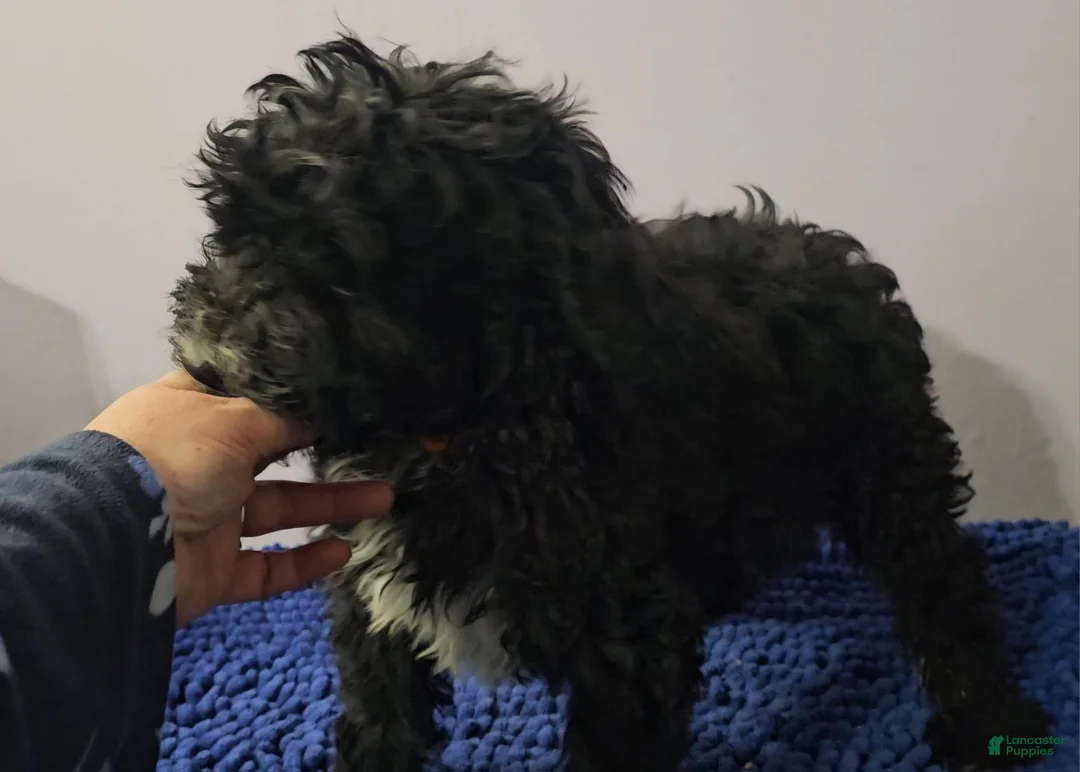 Sheepadoodle dogs for sale: Orange collar boy Sheepadoodle  - Ad 5