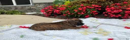 Boxer dogs for sale: Dallas - Ad 3