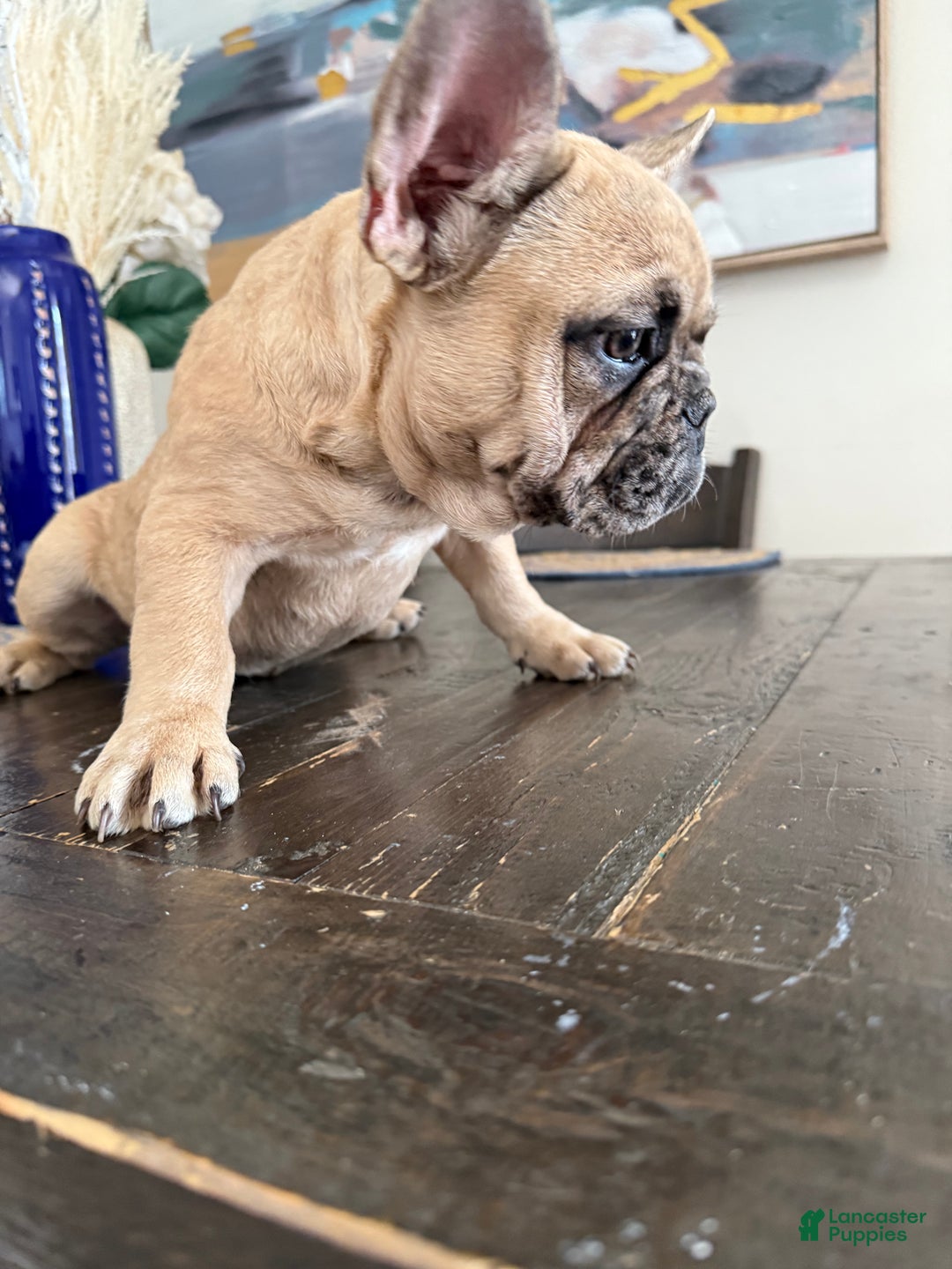 French Bulldog dogs for sale: French Bulldog  - Ad 12