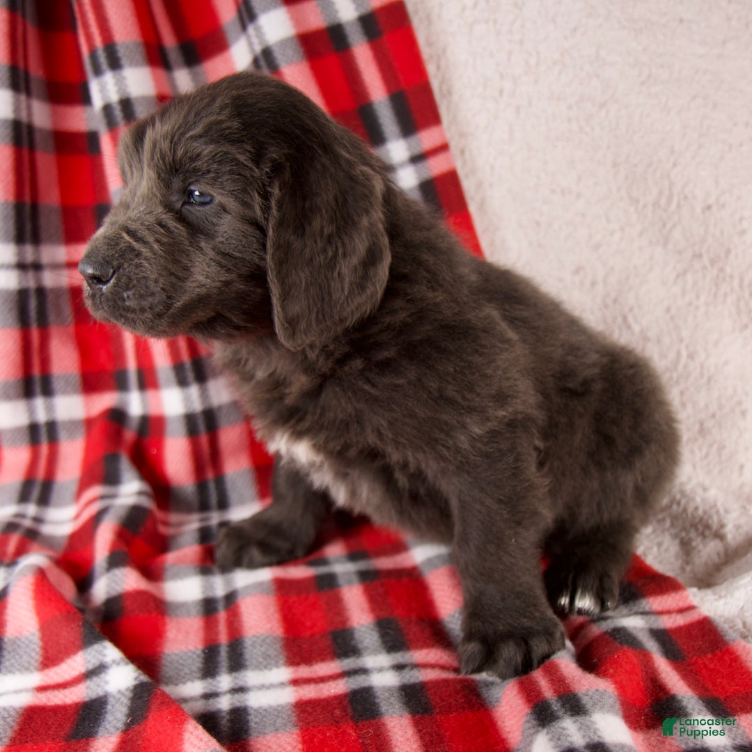 Newfoundland dogs for sale: Forrest - Ad 3