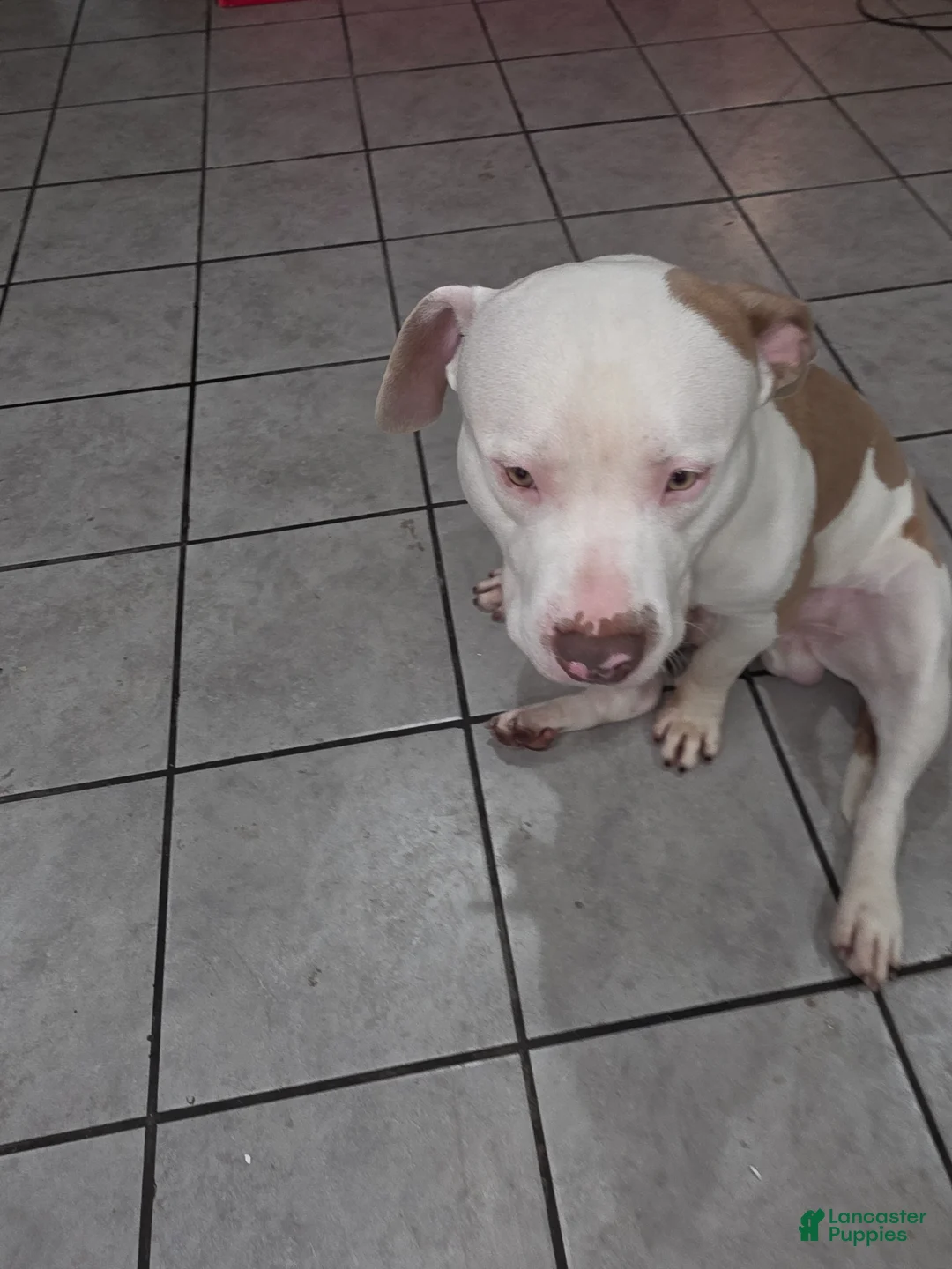 American Staffordshire Terrier dogs for stud: Broadway dogs - Ad 2