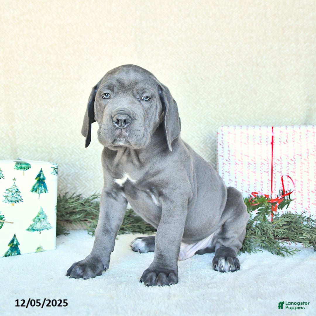 Cane Corso dogs for sale: Axel - Ad 4
