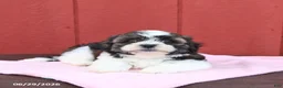 Malshi dogs for sale: Sweetie - Ad 4