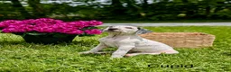 Mixed Breed dogs for sale: Cupid - Ad 1