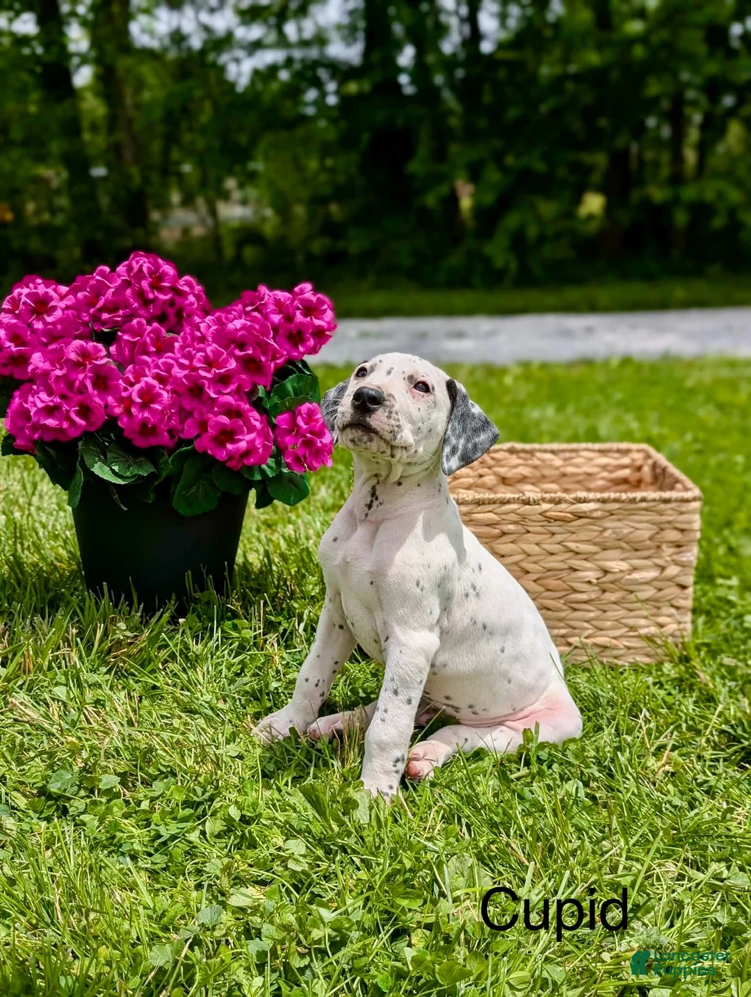 Mixed Breed dogs for sale: Cupid - Ad 1