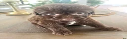 Mixed Breed dogs for sale: Carlton - Ad 9