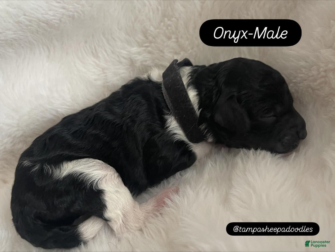 Mini Sheepadoodle dogs for sale: Black-Onyx - Ad 1