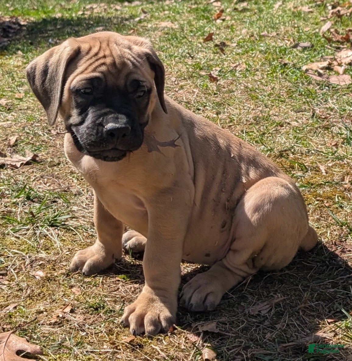 English Mastiff dogs Thunder - Ad 14
