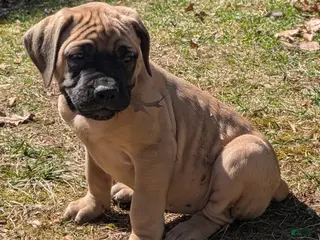English Mastiff dogs Thunder - Ad 14