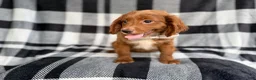Cavapoo dogs for sale: Royal - Ad 6