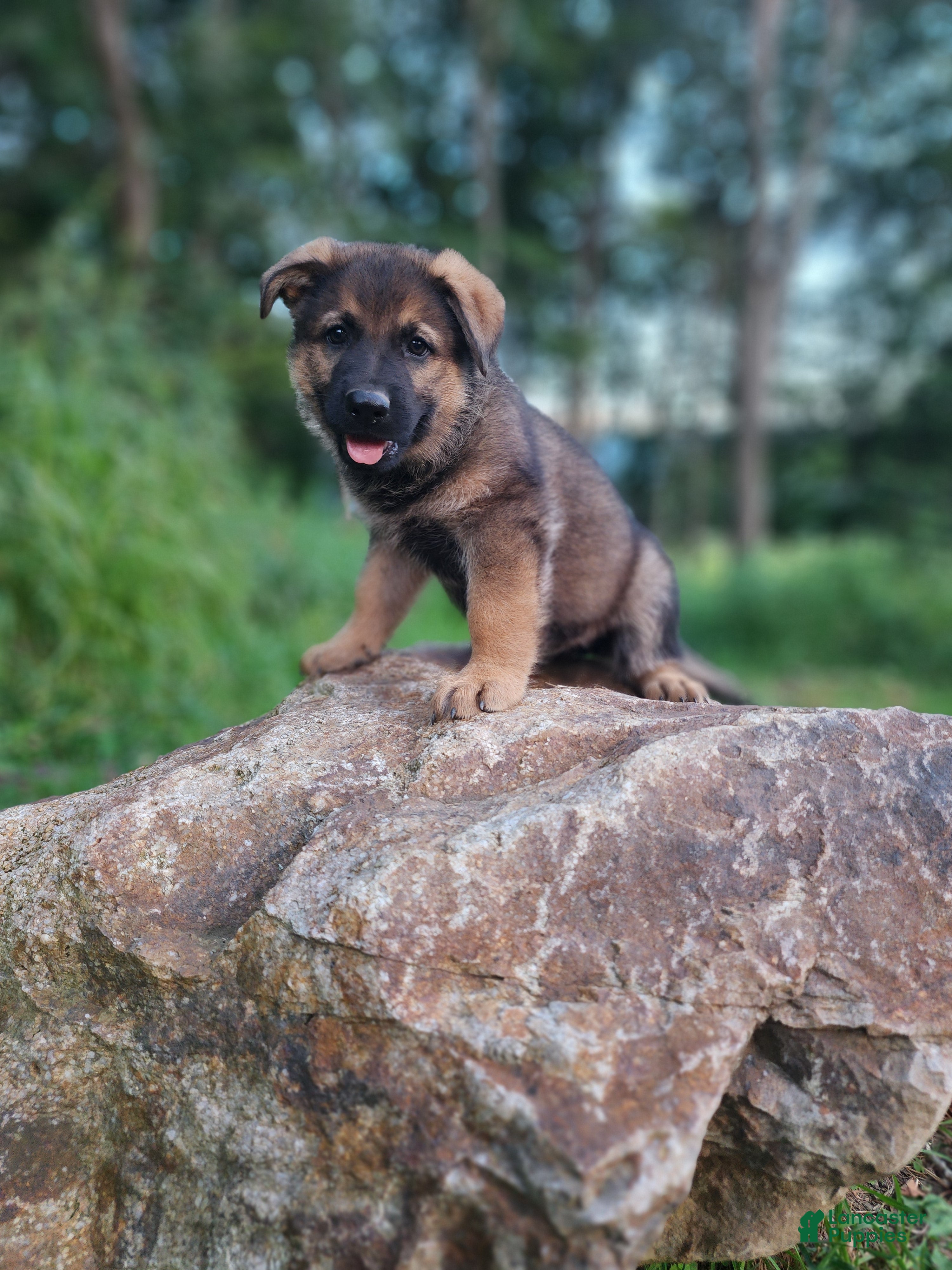 German Shepherd dogs Trusa - Ad 1