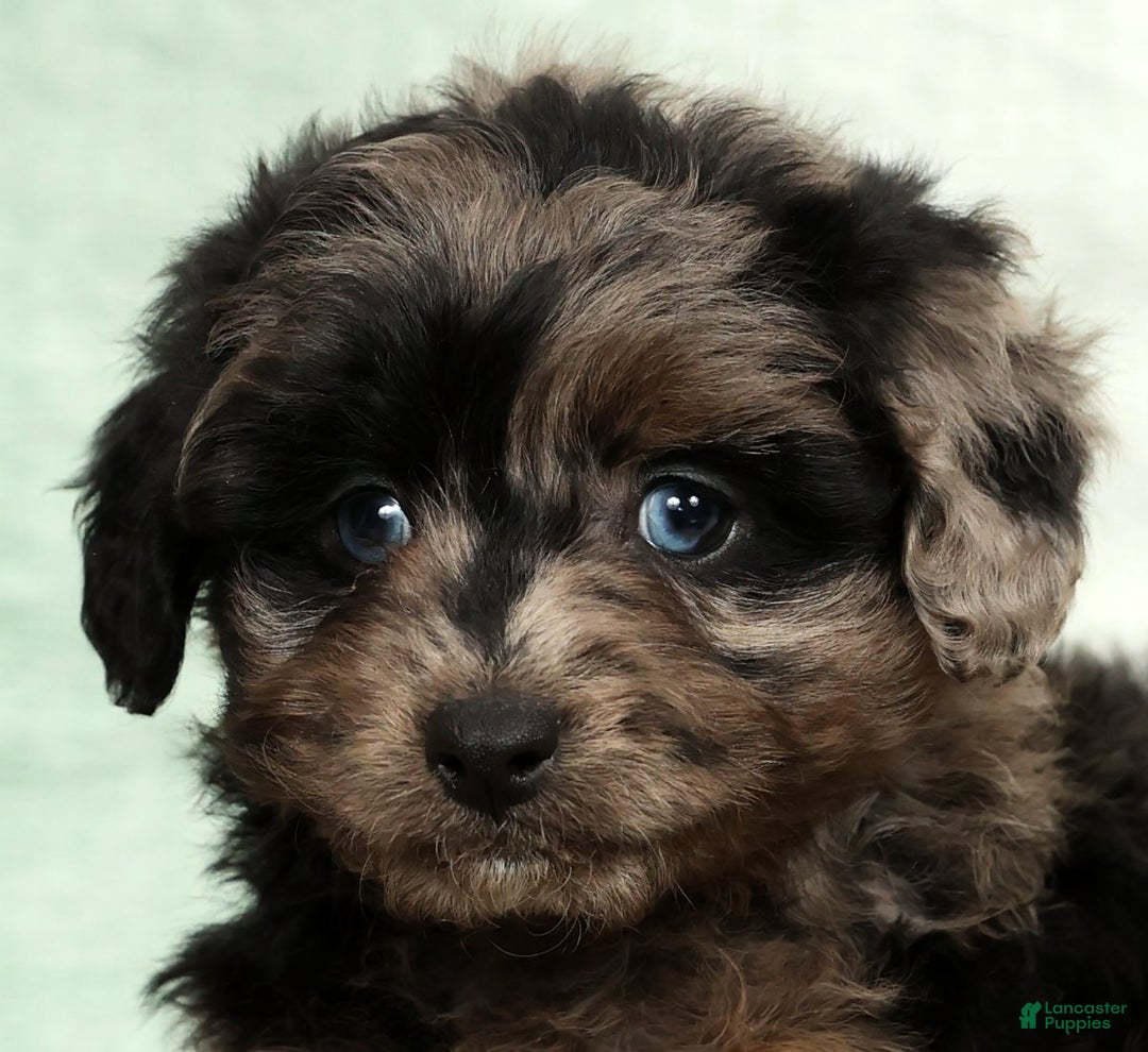 Mini Aussiedoodle dogs for sale: Missy - Ad 9