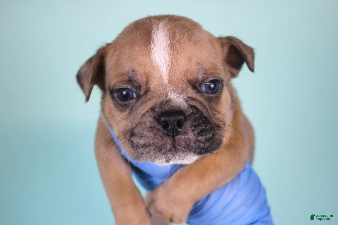 American Bully dogs for sale: Fawn Merle Male - Ad 2