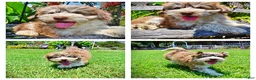 Havapoo dogs for sale: Domino - Ad 1