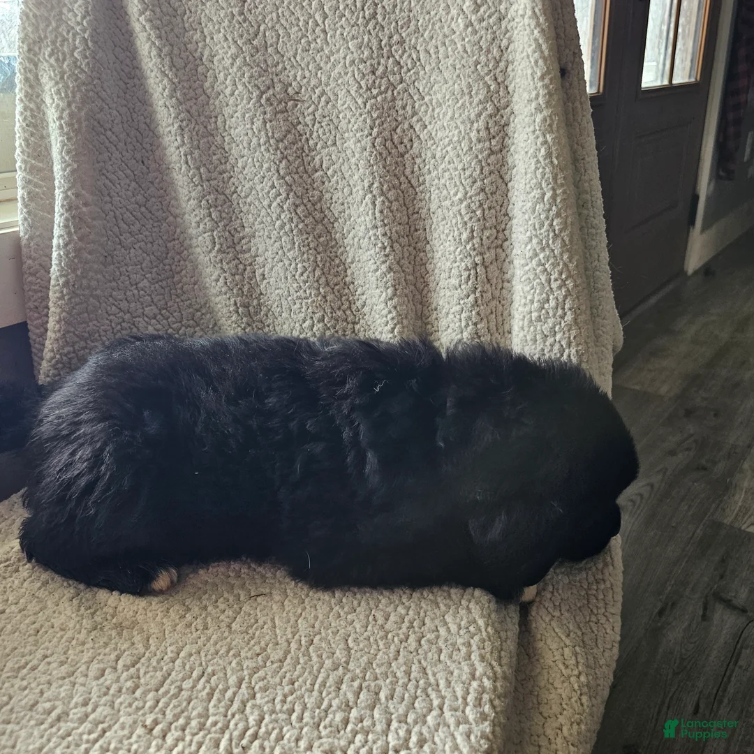 Mixed Breed dogs for sale: Max - Ad 3