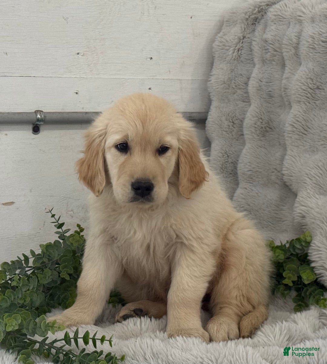 Golden Retriever dogs for sale: Snow Ball - Ad 2