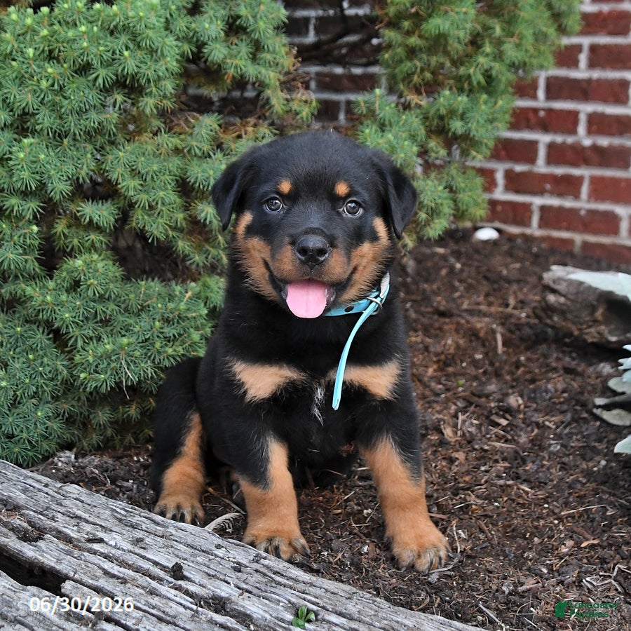 Rottweiler dogs Bear - Ad 1