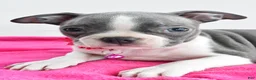 Boston Terrier dogs for sale: Izzy - Ad 5