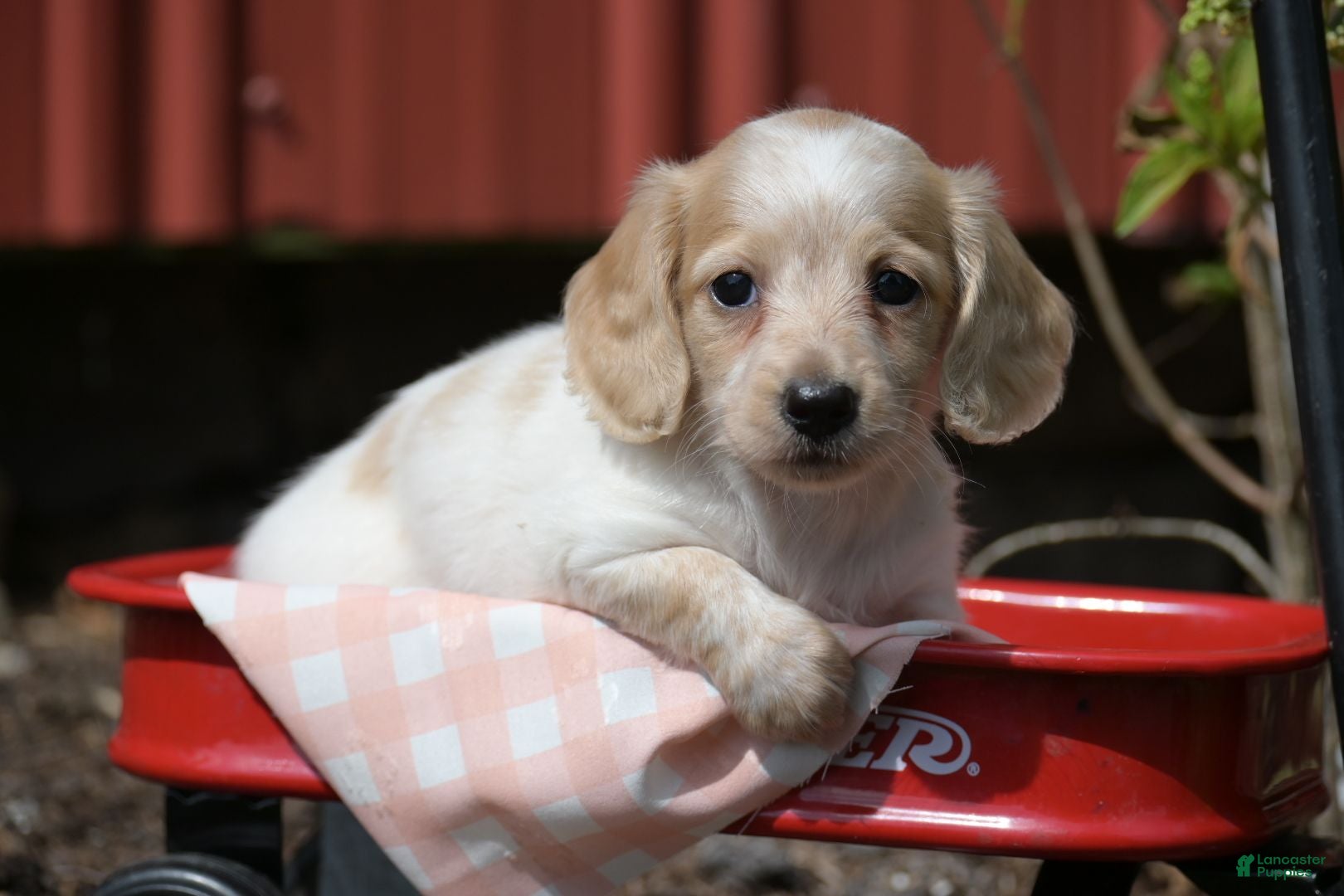 Miniature Dachshund dogs Vallory - Ad 2