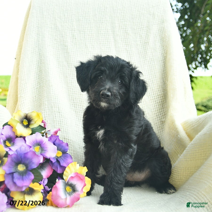 Bordoodle dogs Dolly - Ad 2
