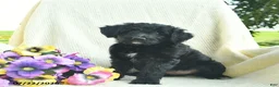 Bordoodle dogs for sale: Dolly - Ad 2