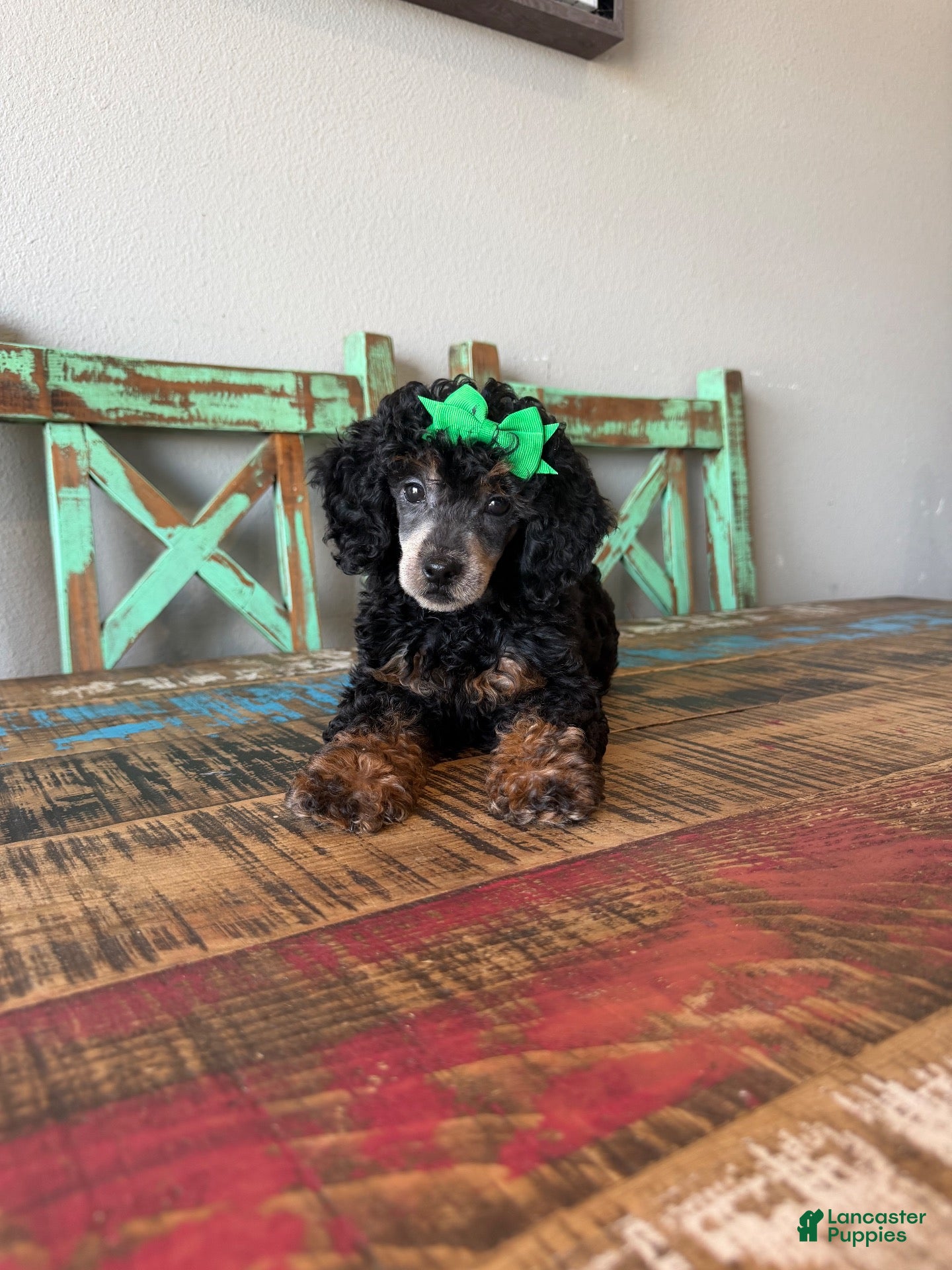 Miniature Poodle dogs Akc Clear 🧬 tested Black Phantom 🩷 - Ad 23