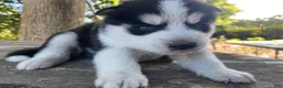 Mixed Breed dogs for sale: Blue - Ad 1