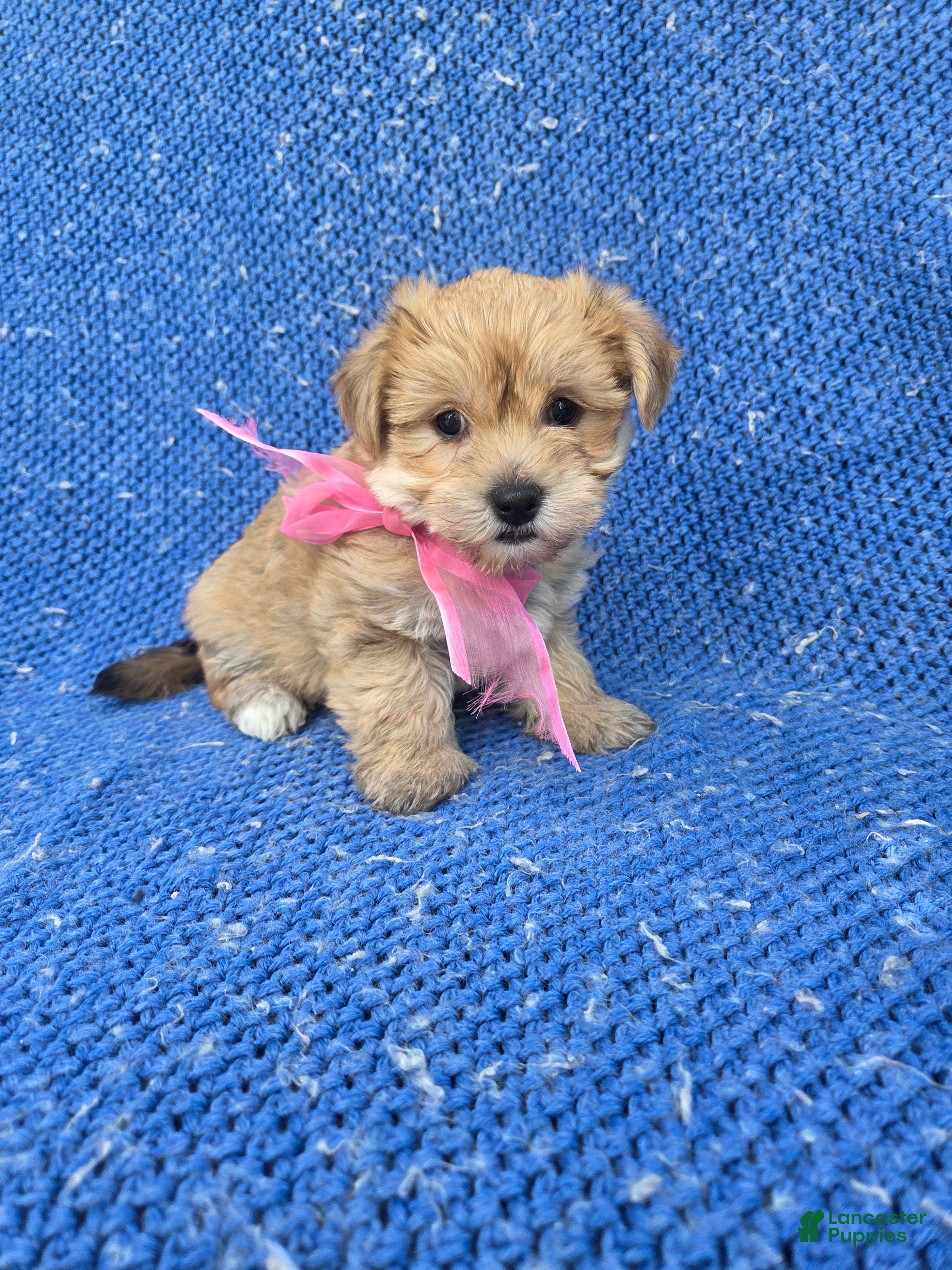Morkie dogs Remmy - Ad 1