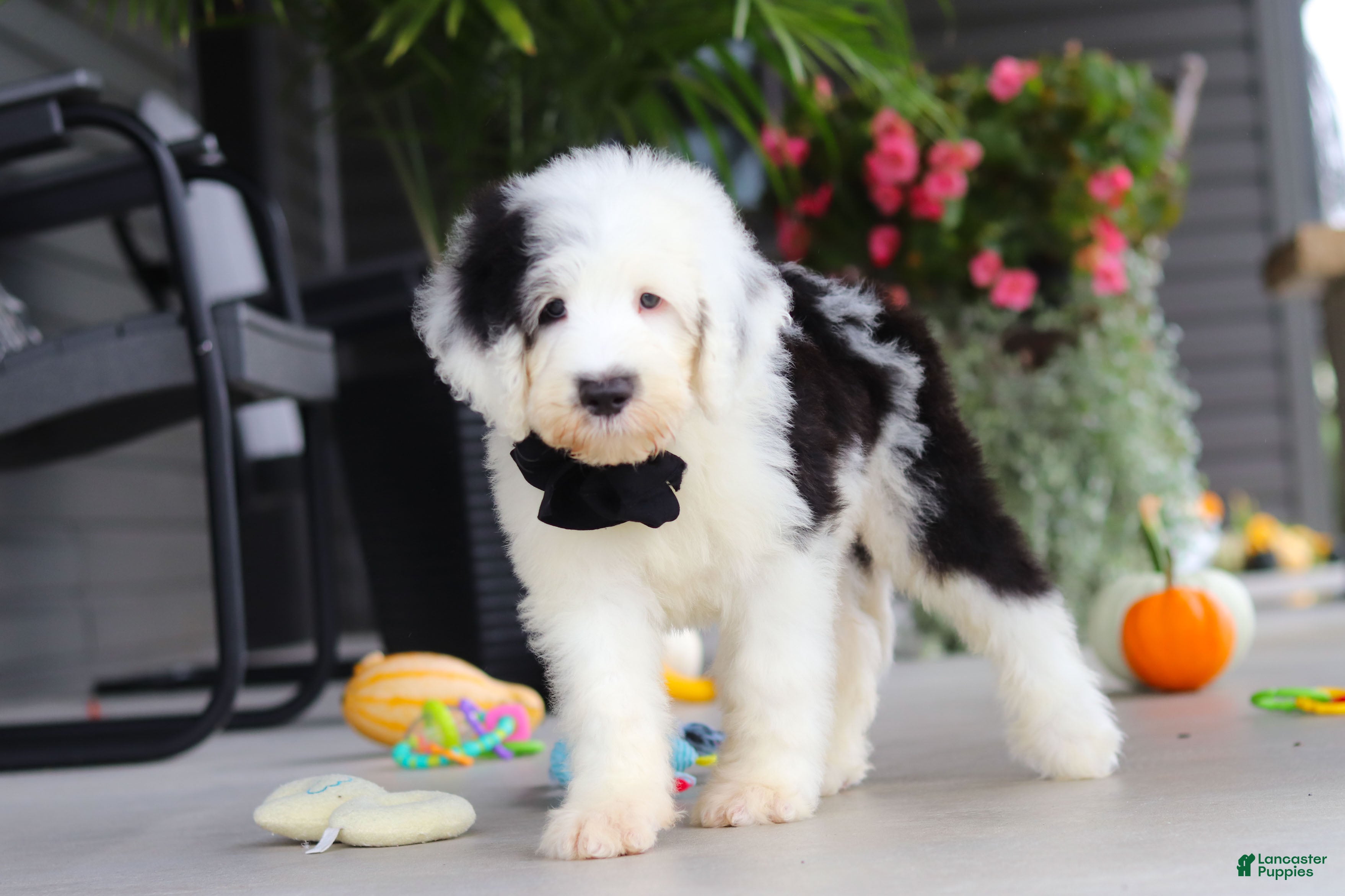 Sheepadoodle dogs Thomas - Ad 2