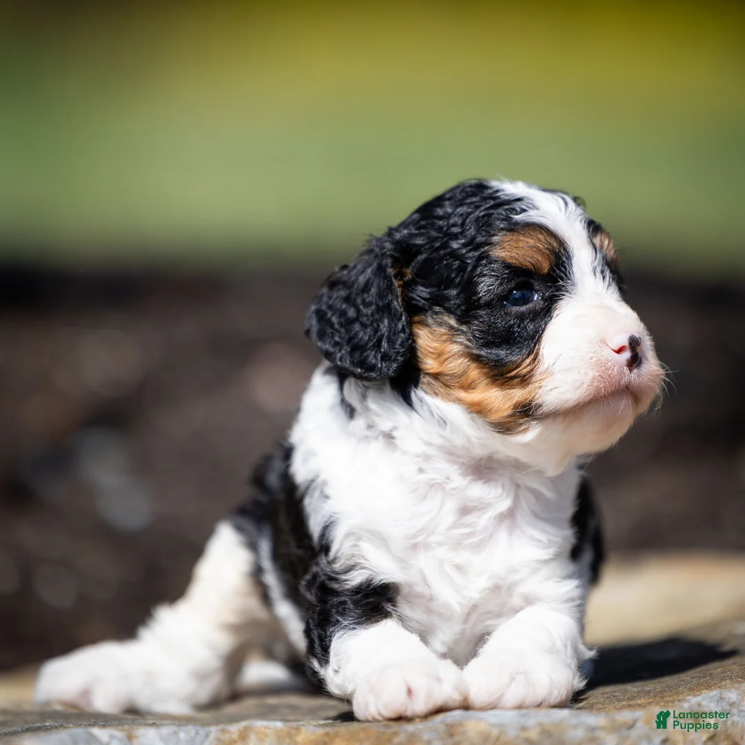 Cavapoo dogs for sale: Crusher Cavapoo Puppy  - Ad 2