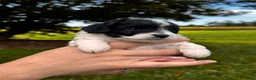 Mini Aussiedoodle dogs for sale: Bentley - Ad 3