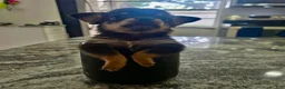 Chihuahua dogs for sale: Chihuahua 3 - Ad 2