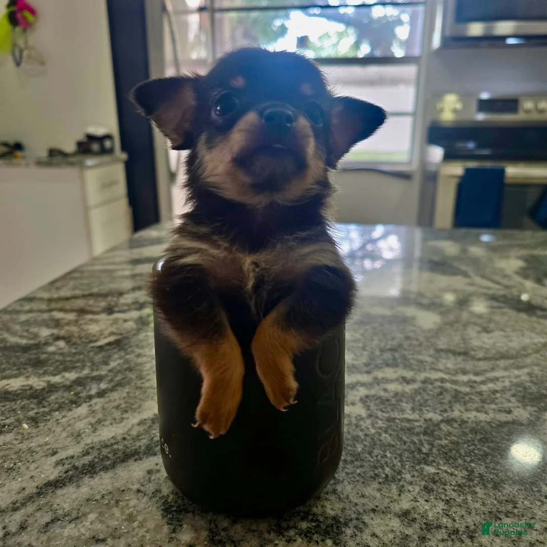 Chihuahua dogs for sale: Chihuahua 3 - Ad 2