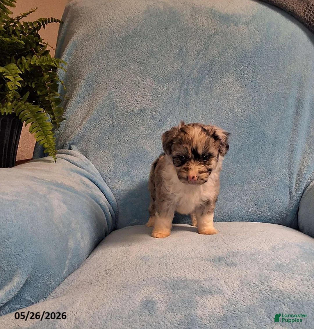 Mini Aussiedoodle dogs for sale: Banjo - Ad 3
