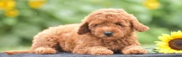 Miniature Poodle dogs for sale: Rosette - Ad 3