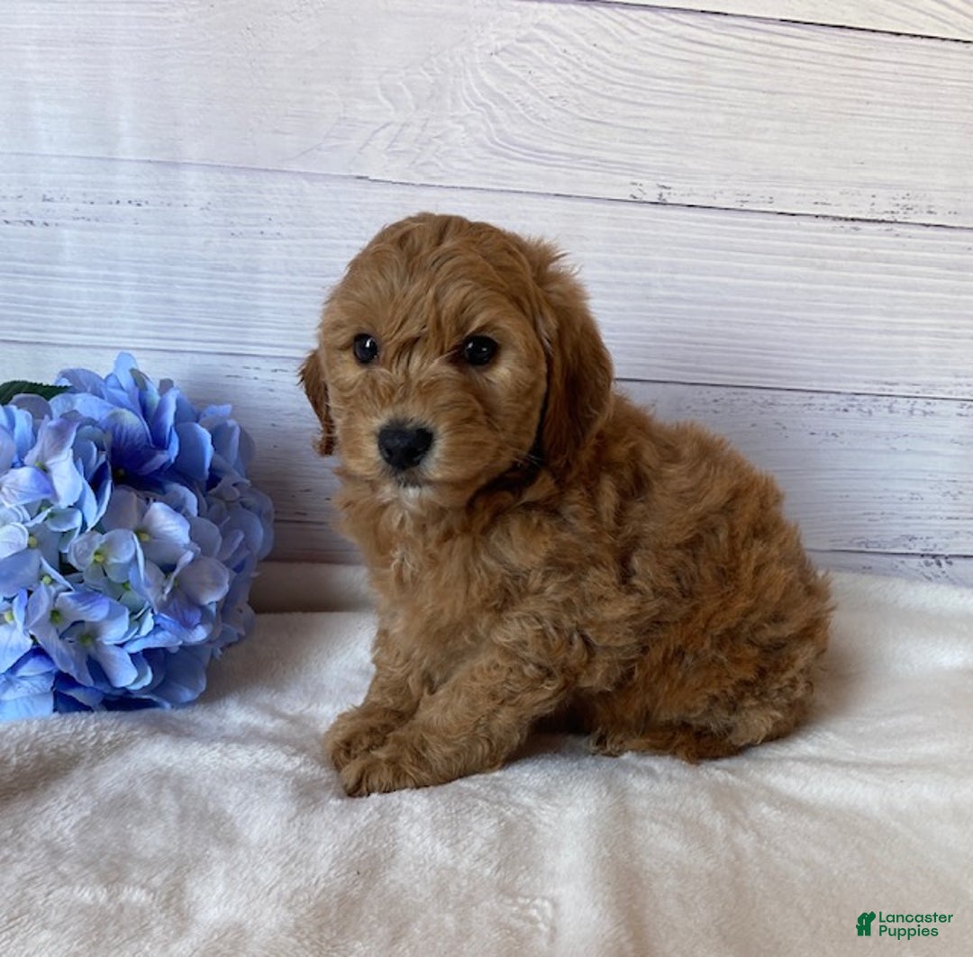 Mini Goldendoodle dogs for sale: Kirby - Ad 2