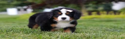 Bernese Mountain Dog dogs for sale: Mila - Ad 8