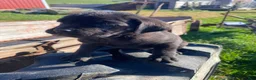 Cane Corso dogs for sale: Cooper - Ad 4