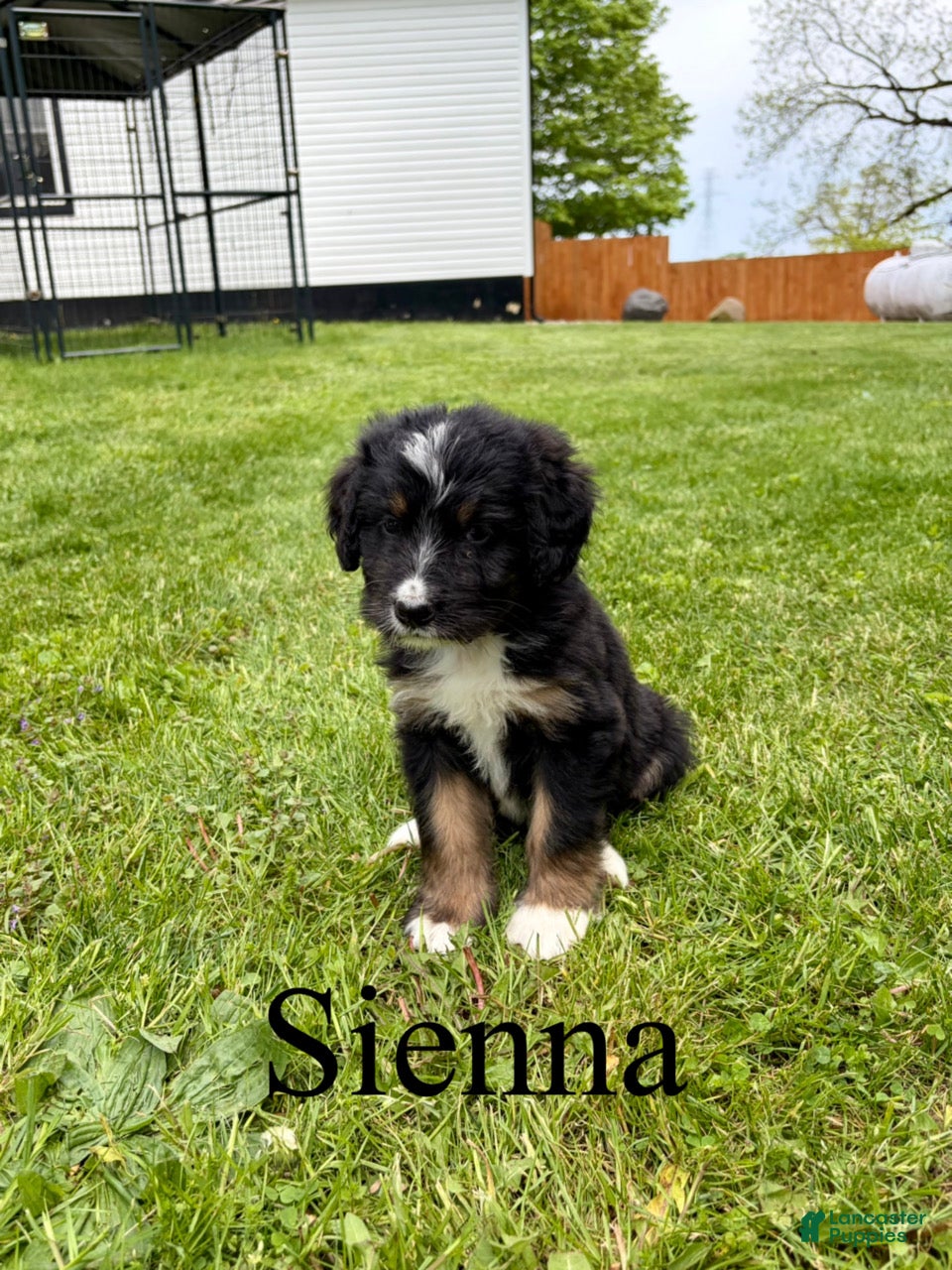 Bernedoodle dogs Sienna- Standard F1 - Ad 41