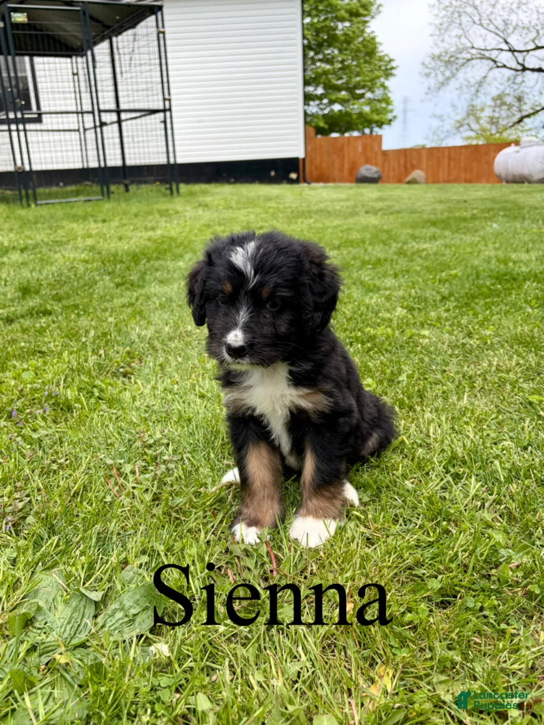 Bernedoodle dogs for sale: Sienna- Standard F1 - Ad 1