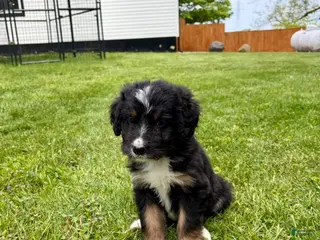 Bernedoodle dogs Sienna- Standard F1 - Ad 41