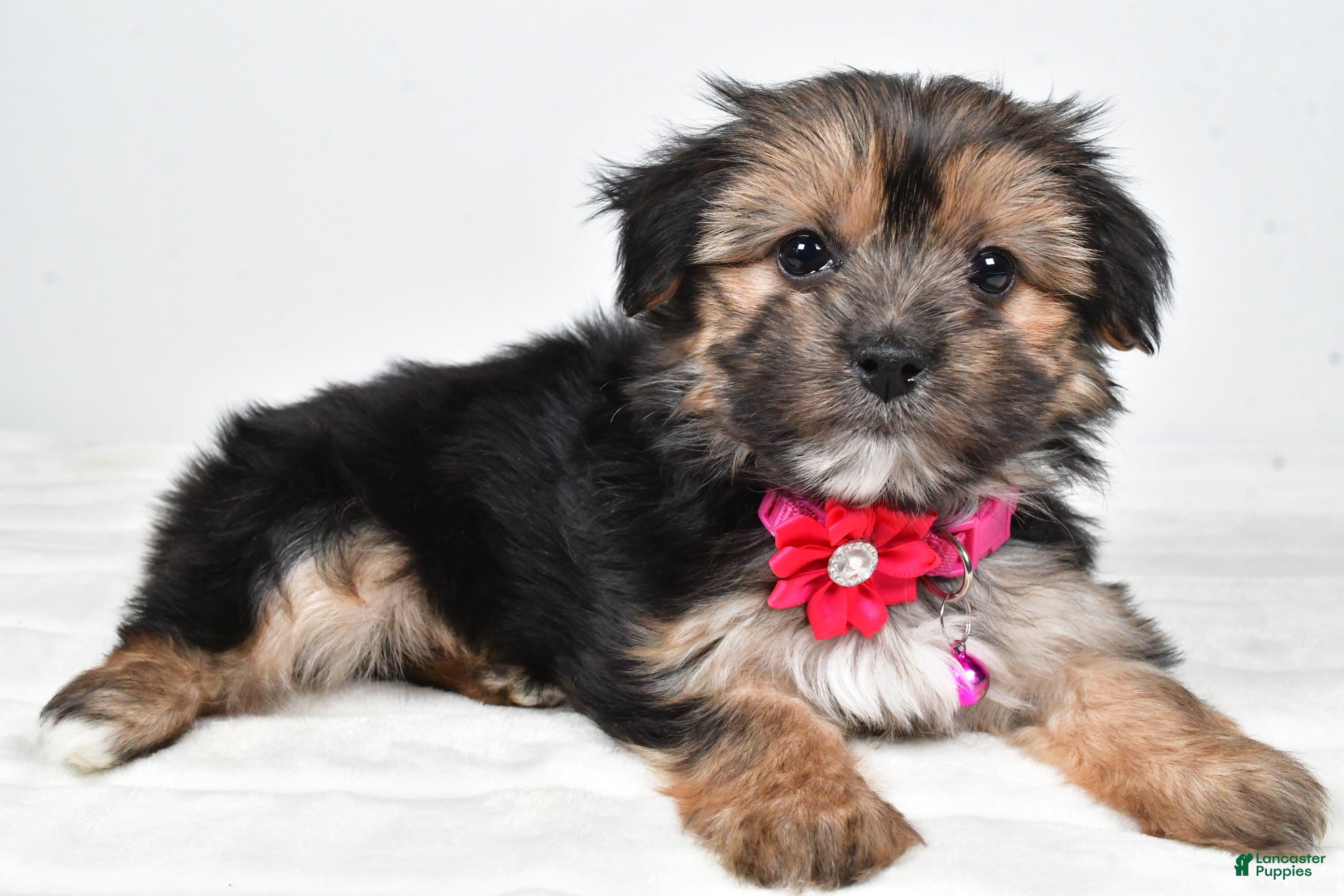 Morkie dogs Nila - Ad 9