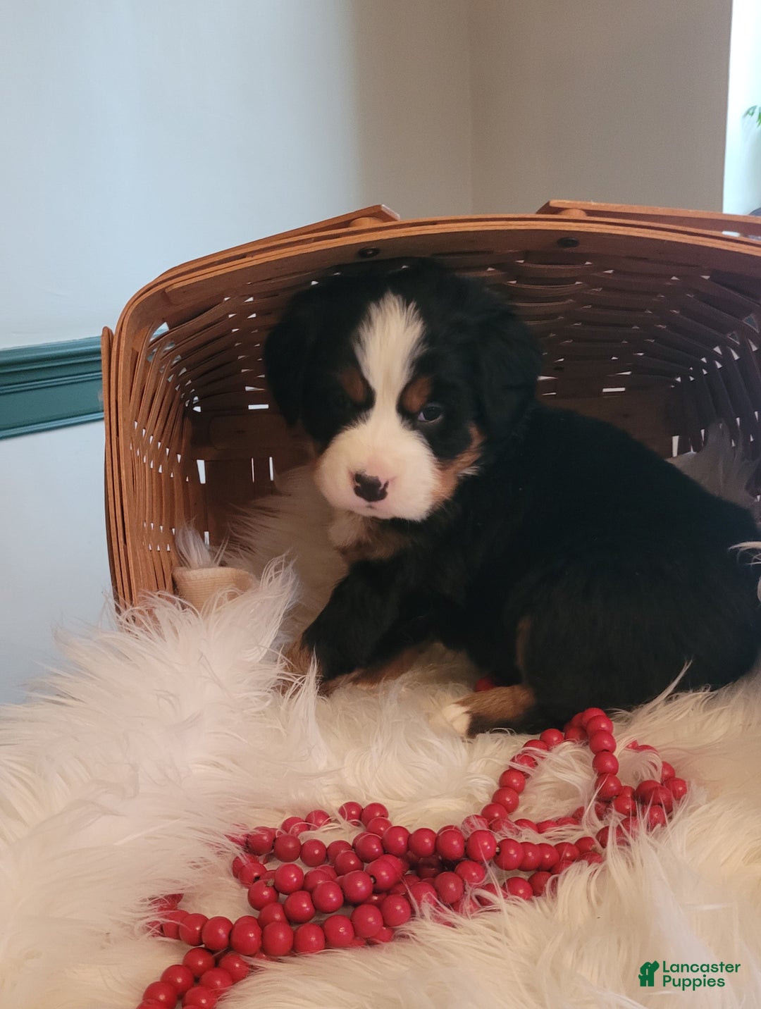 Bernese Mountain Dog dogs for sale: Eggnog - Ad 1