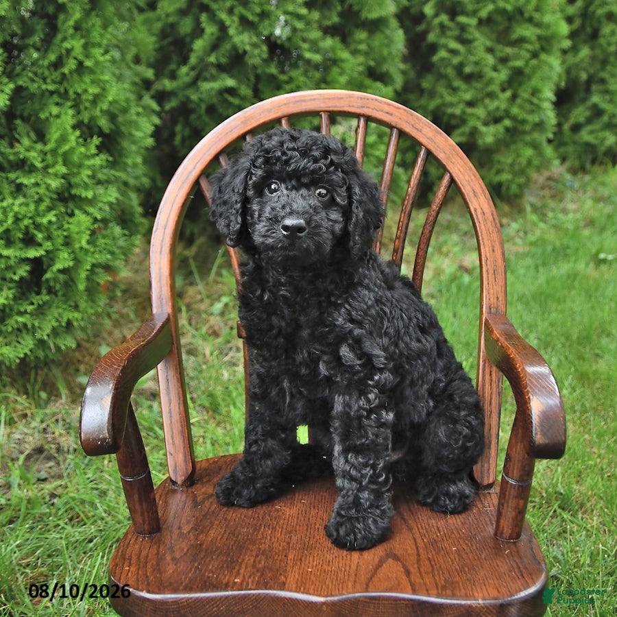 Mini Goldendoodle dogs King - Ad 1