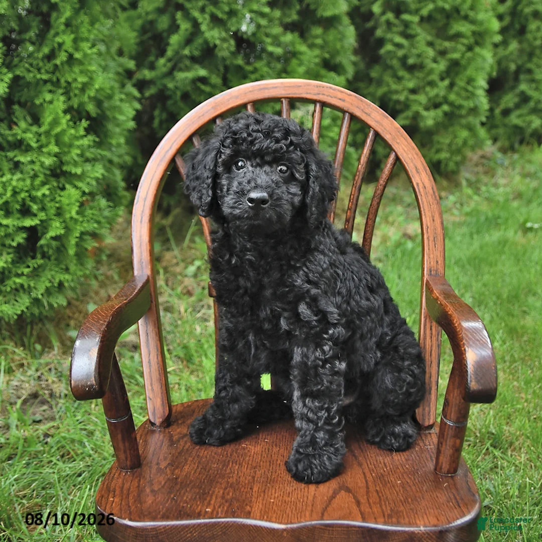 Mini Goldendoodle dogs for sale: King - Ad 1