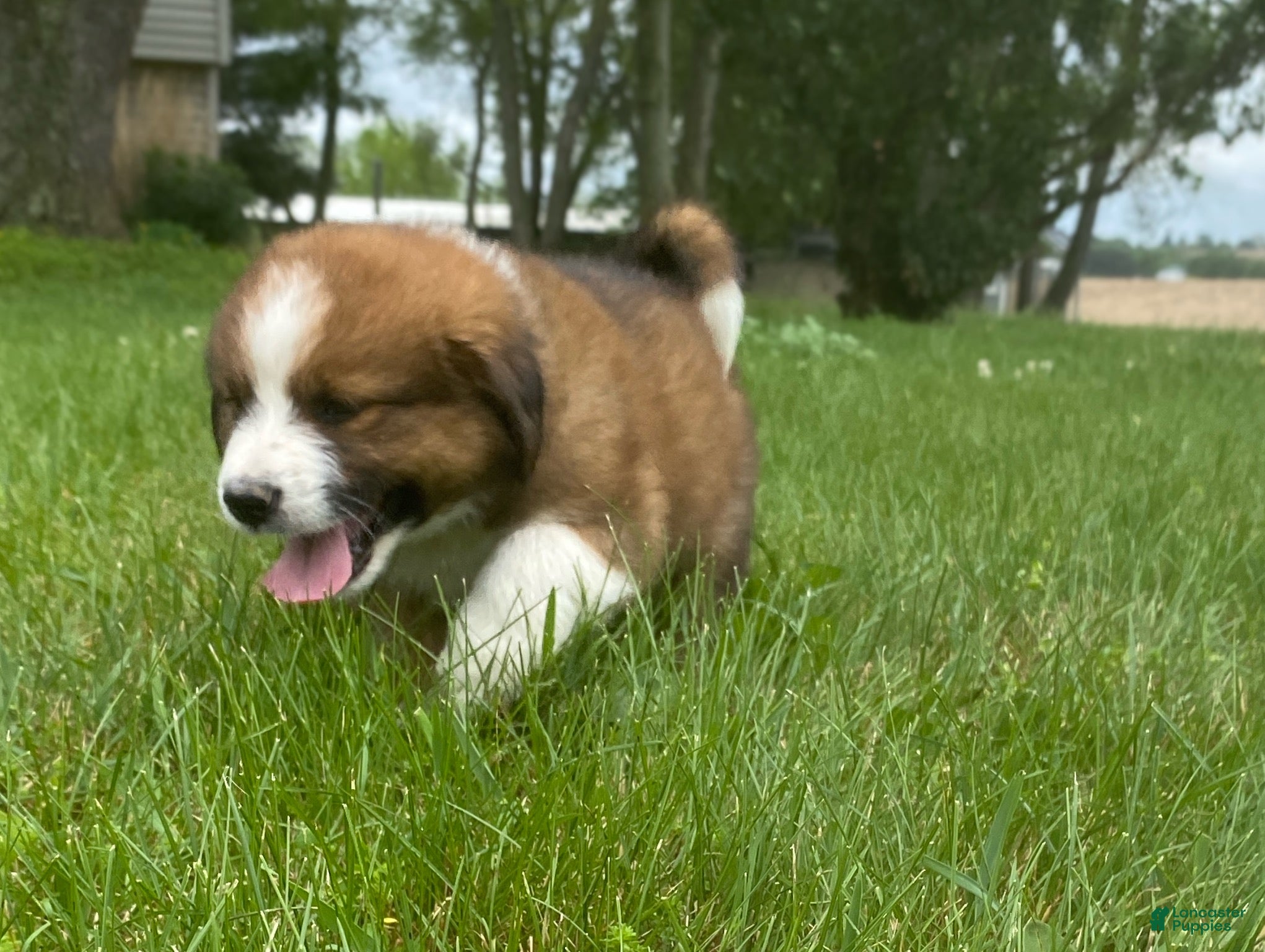 Mixed Breed dogs for sale: ♥️BABY BEAR♥️ - Ad 30