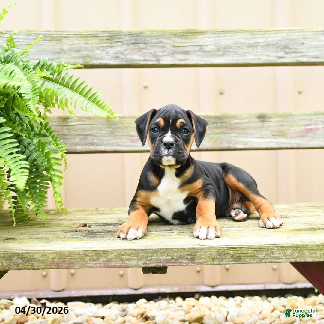 Boxer dogs for sale: Rolo - Ad 2