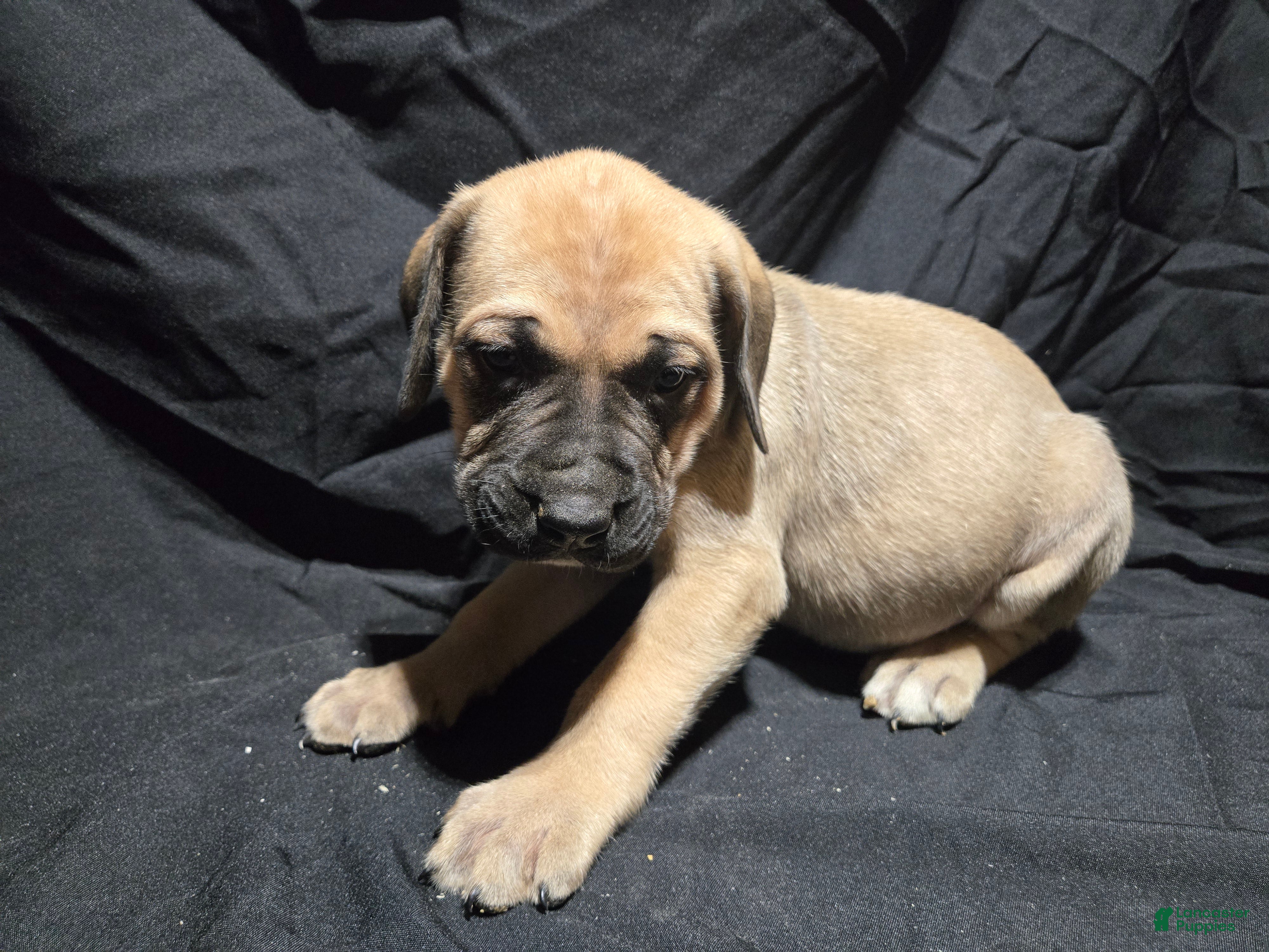 English Mastiff dogs Livy - Ad 35